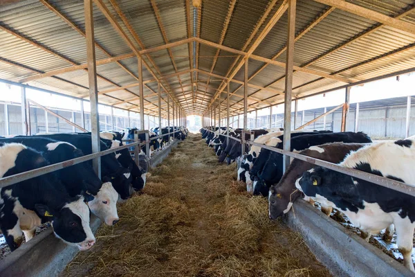 Muchas vacas están en el hanga —  Fotos de Stock