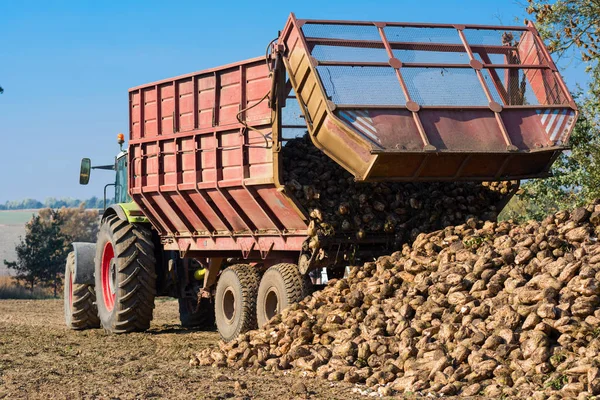 Traktor tar bort rödbetorna — Stockfoto