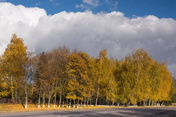 Береза восени і sk — стокове фото