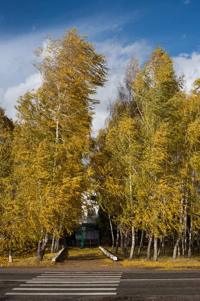 Береза і пішоходів crossin — стокове фото