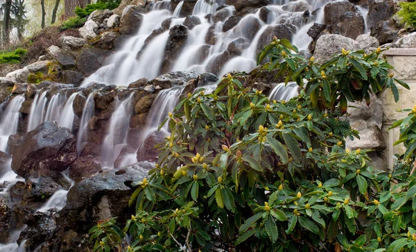 Wodospad i roślin — Zdjęcie stockowe