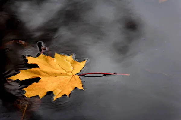 Gelbes Blatt im Wasser — Stockfoto