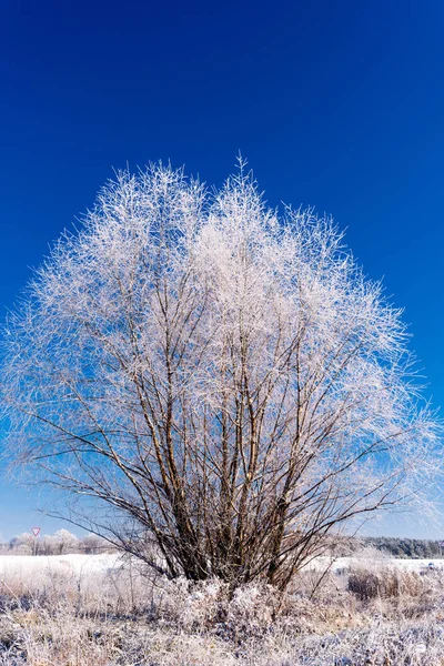 Árvore no sno — Fotografia de Stock