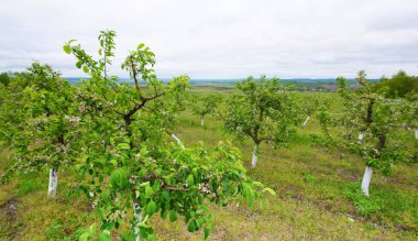 Gökyüzüne karşı ağaçlarının çiçeklenme Bahçe