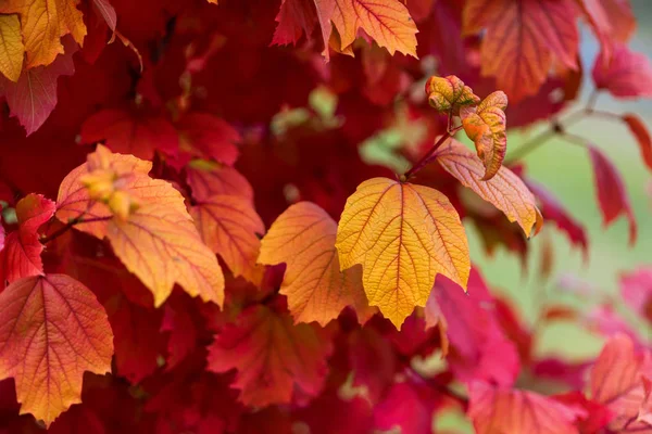 Doğada farklı renkteki sonbahar yaprakları — Stok fotoğraf