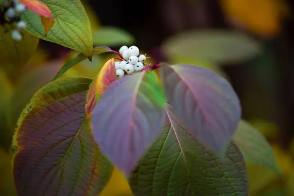 Feuilles d'automne de différentes couleurs dans la nature — Photo