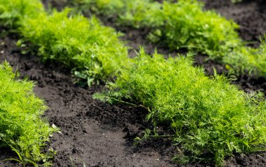 Bahçede büyüyen havuç