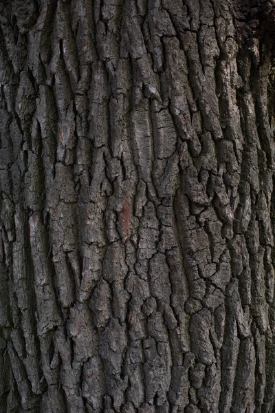 Corteza de árbol en natur — Foto de Stock