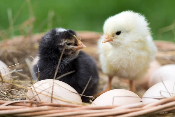 Chickens and eggs — Stock Photo, Image