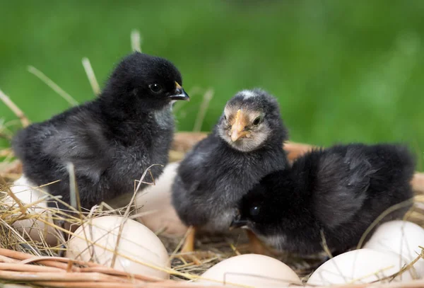 닭과 달걀 — 스톡 사진