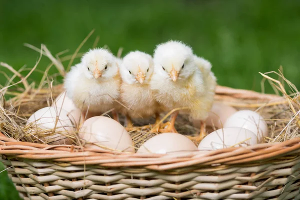 Chickens and eggs — Stock Photo, Image