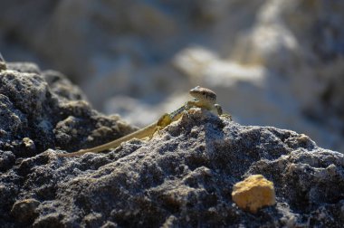 kertenkele üzerine bir stone
