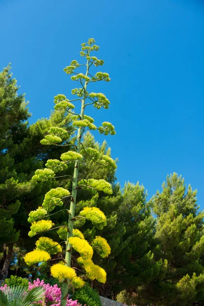 Grüne Pflanze gegen den Himmel — Stockfoto