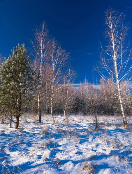 Árvores de um vidoeiro no inverno — Fotografia de Stock