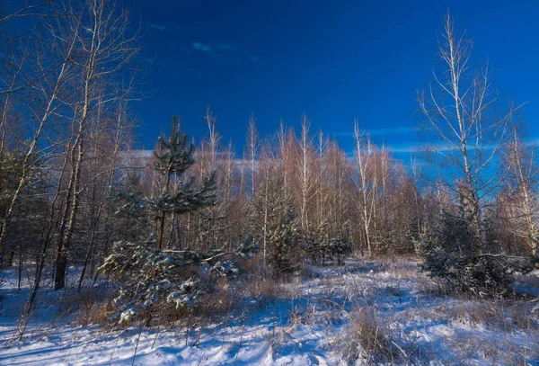 冬の森 — ストック写真
