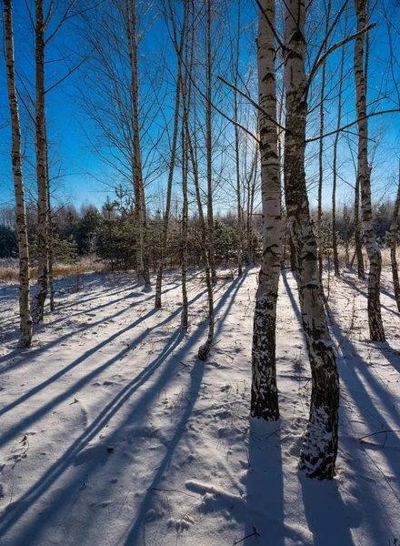 Foresta in inverno — Foto Stock