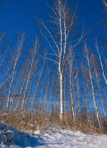 Träd av en Björk på vintern — Stockfoto