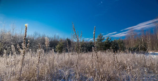 Floresta no inverno — Fotografia de Stock