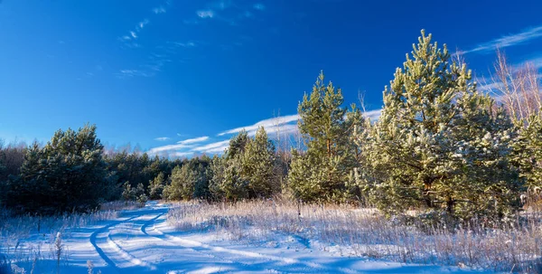 Foresta in inverno — Foto Stock