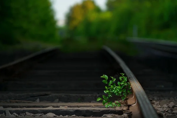 Young tree and rails — Stock Photo, Image