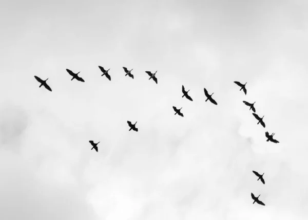 Foto en blanco y negro de pájaros en el cielo . —  Fotos de Stock