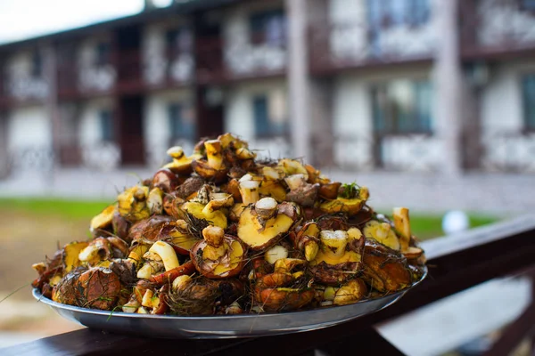 Fresh mushrooms on the nature — Stock Photo, Image