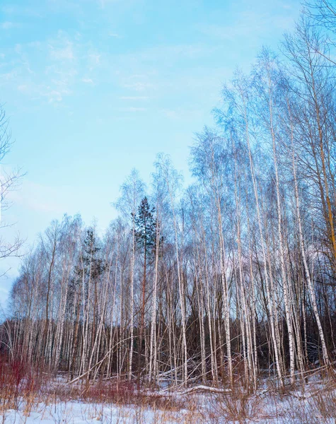 Zimowy pejzaż z brzozy — Zdjęcie stockowe