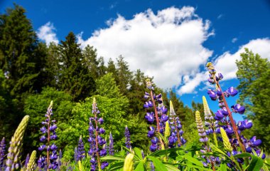 Yeşilliğin arka planında mavi çiçekler