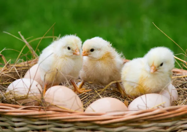 Lite kycklingar — Stockfoto