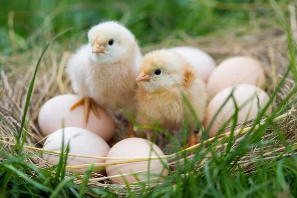 Little chickens — Stock Photo, Image