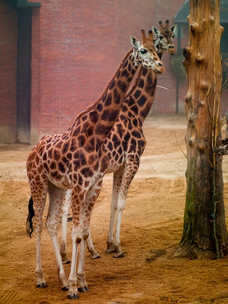 Giraffe over de natuur in de dierentuin — Stockfoto