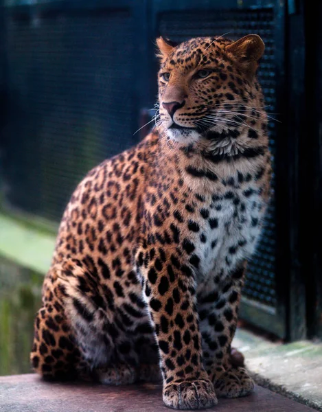 Tigre marrom manchado no zoológico — Fotografia de Stock