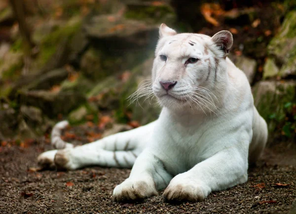 Tigre branco no zoológico — Fotografia de Stock