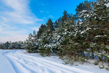 Karlı kış çamı ormanı