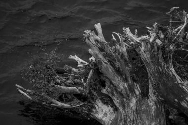 Sudaki yaşlı bir ağacın kökü