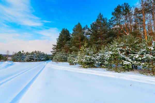 Zimní borový les se sněhem — Stock fotografie
