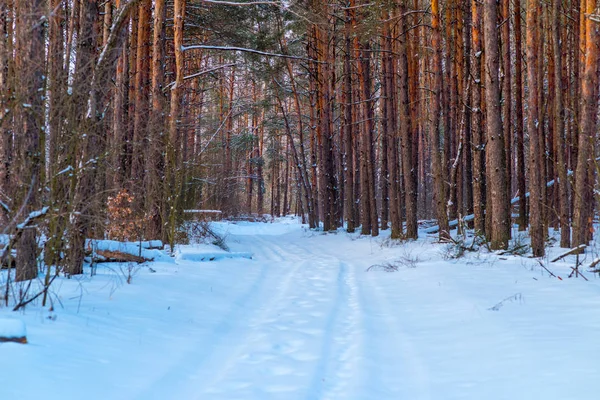 Vinter tallskog med snö — Stockfoto