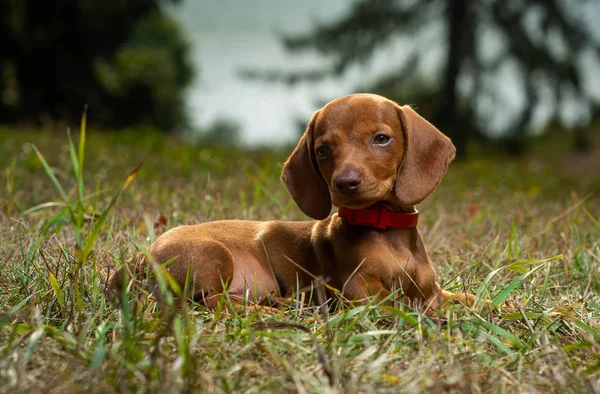 Dog breed dachshund in nature — Stock Photo, Image