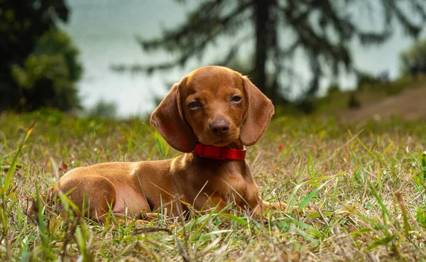 Perro de raza dachshund en la naturaleza —  Fotos de Stock