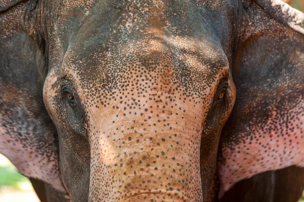 La testa di un elefante in natura — Foto Stock