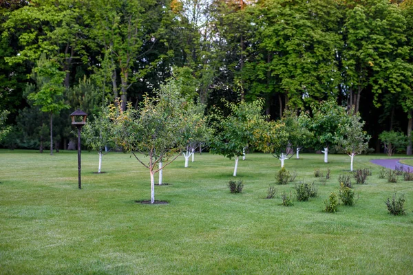 Fruit trees in the park — Stock Photo, Image