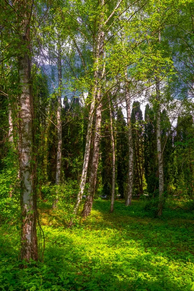 Las z brzozami i roślinnością — Zdjęcie stockowe