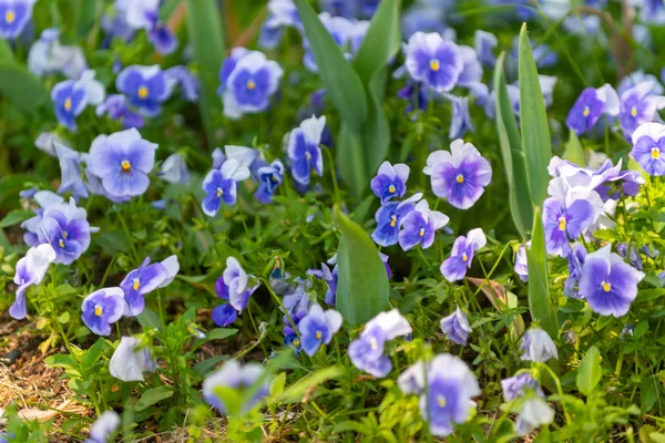 Yeşilliğin arka planında mavi çiçekler — Stok fotoğraf