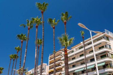 Cannes 'daki gezinti alanında mavi gökyüzüne karşı palmiye ağaçları
