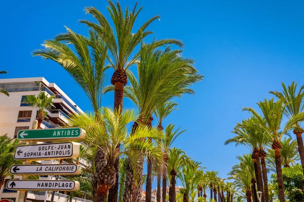 Palmeras en el paseo marítimo de Cannes contra el cielo azul —  Fotos de Stock