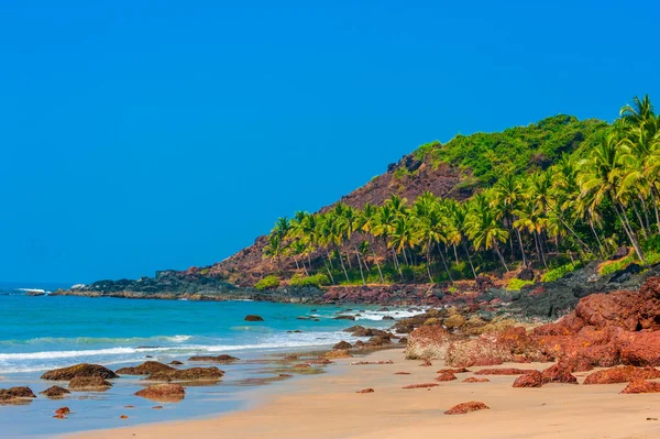 Plaża z palmami w Goa. Indie — Zdjęcie stockowe