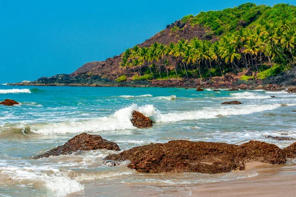 Beach with palm trees in Goa. India — Stok fotoğraf