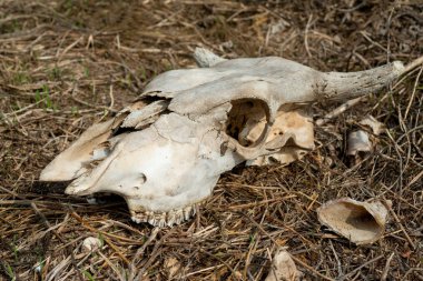 The skull of a cow lies on the ground