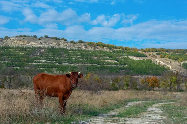 Una vaca en la naturaleza, contra el telón de fondo de las montañas — Foto de Stock