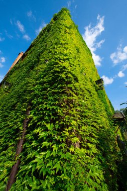 An ancient building with an arch overgrown with greenery.